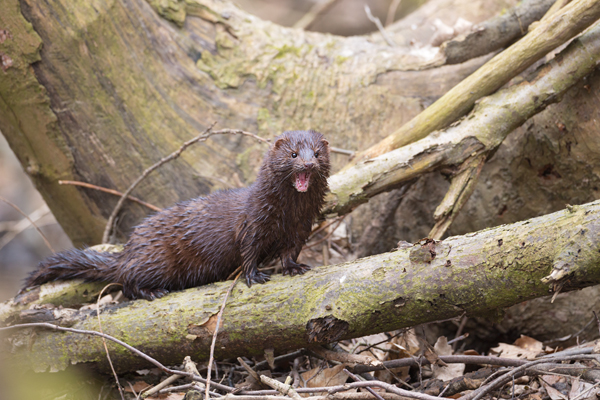 Amerikanischer Nerz, Mink - Neovison vison,
Nerz, Europaeischer Nerz, Mink, Farm, Amerika, Saeugetiere, Mustela vison, Raubtier, Hundeartige, Marder, Mustelinae, Canoidea, Carvivora, 