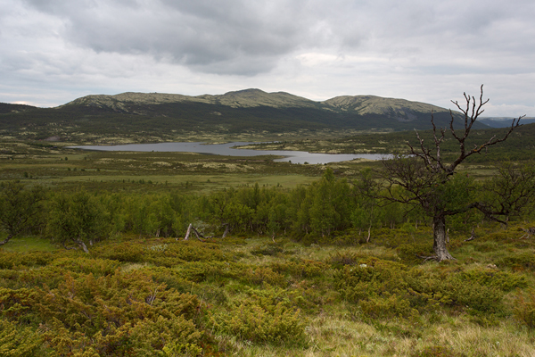Norwegen, Dovrefjell