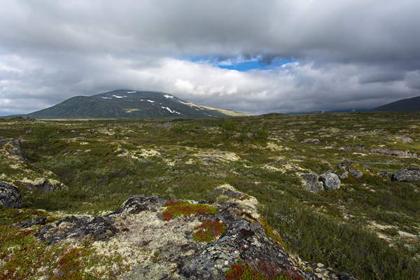 Norwegen, Dovrefjell