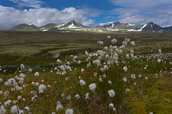 Norwegen, Rondane, Store Ula