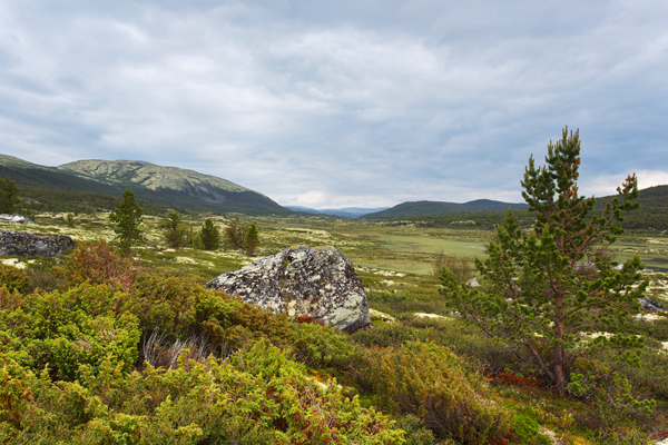 Rondane - Dovrefjell