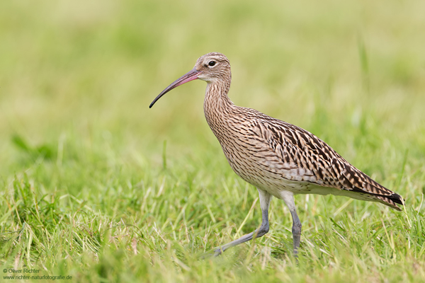 Großer Brachvogel, juvenil - Numenius arquata