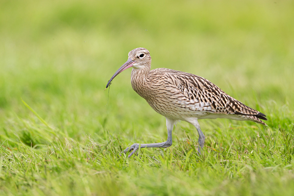 Großer Brachvogel, juvenil - Numenius arquata