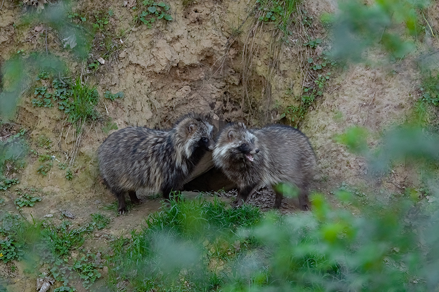 Marderhund - Nyctereutes procyonoides, Hundeartige, Waschbärhund, Enok, Obstfuchs, Tanuki, Sachsen, Paarung, Fähe, Rüde, Marder, Hund, www.richter-naturfotografie.de, Muldental