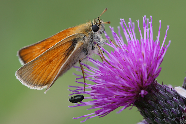 Rostfarbiger Dickkopffalter - Ochlodes sylvanus

