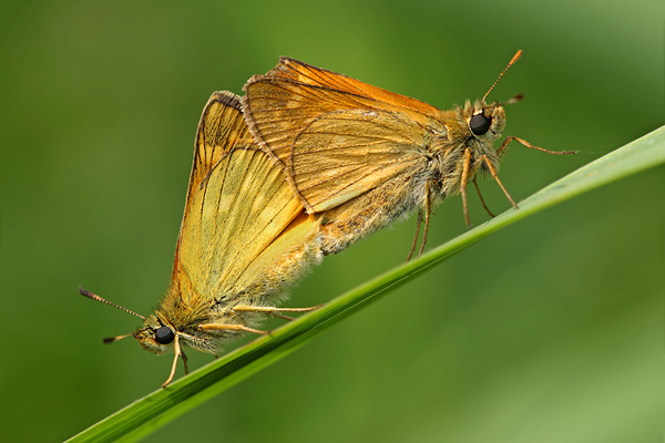 Rostfarbiger Dickkopffalter - Ochlodes sylvanus