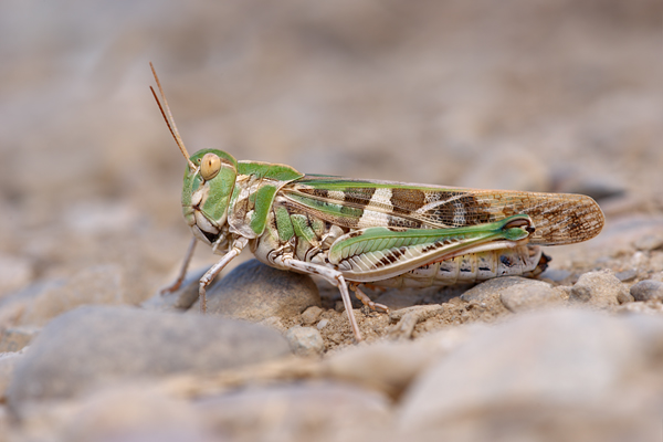 Kreuzschrecke - Oedalus decorus