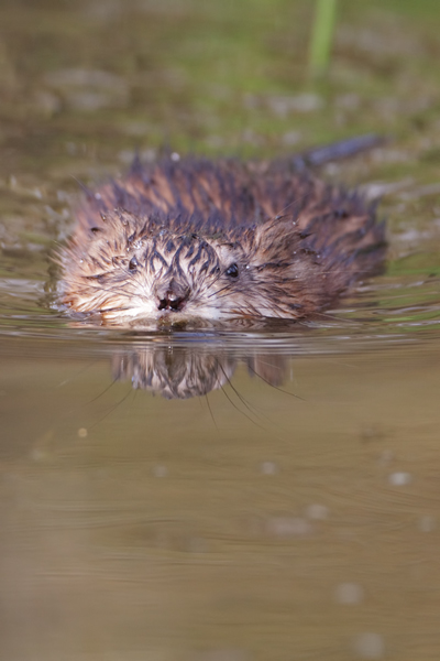 Maueseartige Muroidea Wühler Cricetidae Wuehlmauese Ondatrini Grimma Sachsen Auwald Ondatra Bisamratte - Ondatra zibethicus