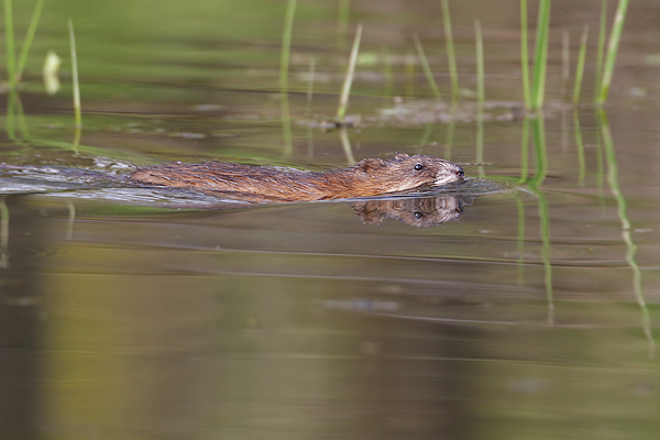 Maueseartige Muroidea Wühler Cricetidae Wuehlmauese Ondatrini Grimma Sachsen Auwald Ondatra Bisamratte - Ondatra zibethicus