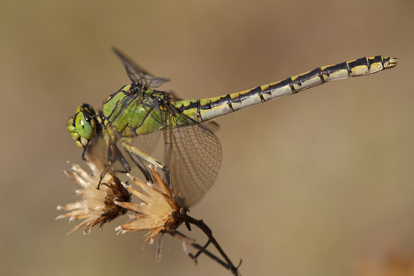 Gruene Flussjungfer - Ophiogomphus cecilia - Weibchen Brandenburg Odoanta Flussjungfern