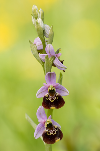 Hummel-Ragwurz - Ophrys holoserica