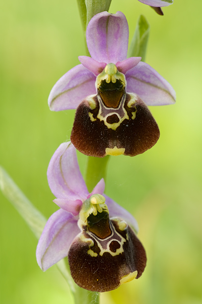 Hummel-Ragwurz - Ophrys holoserica