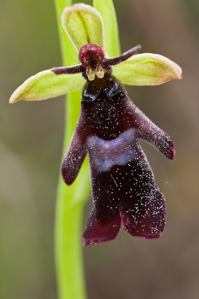 Fliegen-Ragwurz - Ophrys insectifera