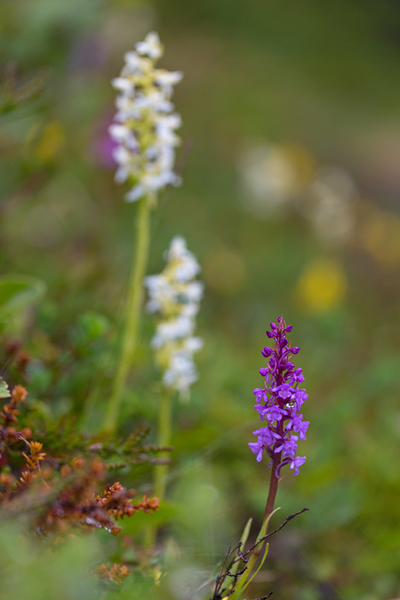 Orchideen, Norwegen, Jotunheimen