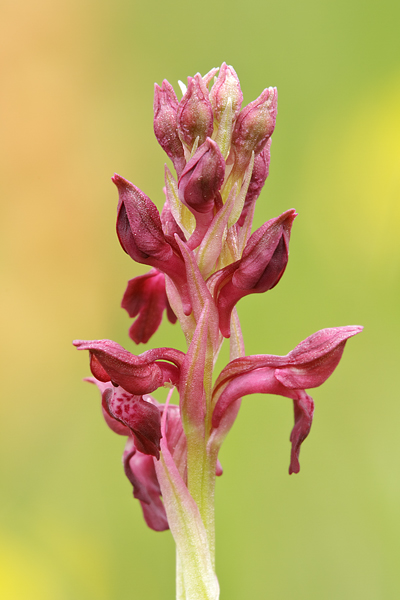 Wanzen-Knabenkraut - Orchis coriophora