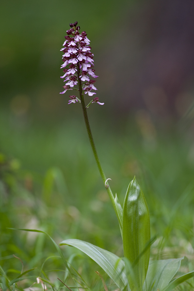 Purpur-Knabenkraut - Orchis purpurea