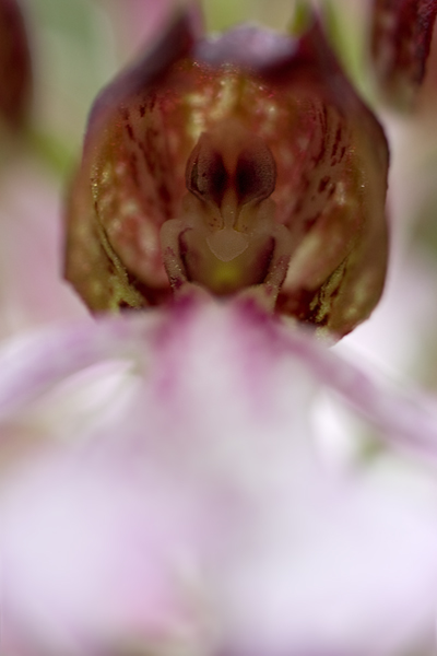 Purpur-Knabenkraut - Orchis purpurea