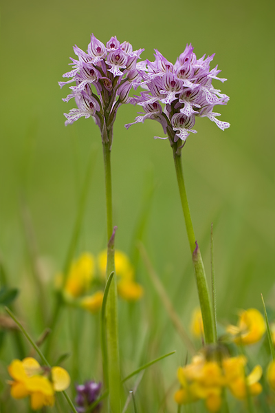 Dreizaehniges Knabenkraut - Orchis tridentata