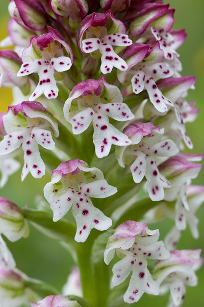 Brand-Knabenkraut - Orchis ustulata