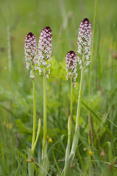 Brand-Knabenkraut - Orchis ustulata