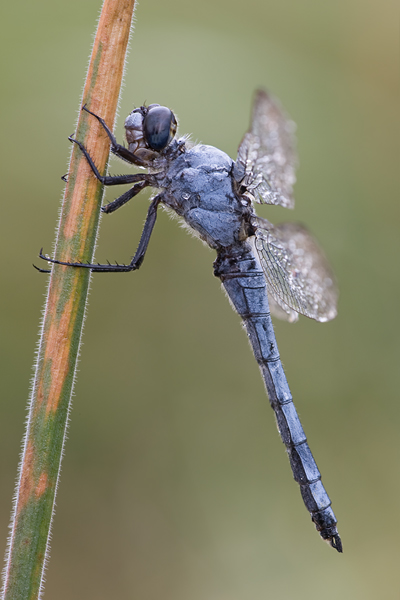 Suedlicher Blaupfeil - Orthetrum brunneum - Maennchen - Muldentalkreis (Sachsen)