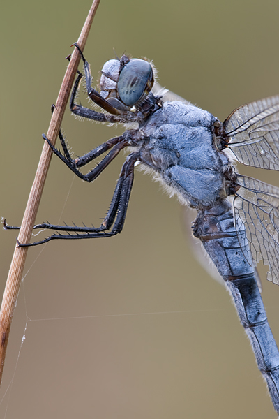 Suedlicher Blaupfeil - Orthetrum brunneum - Maennchen - Muldentalkreis (Sachsen) 