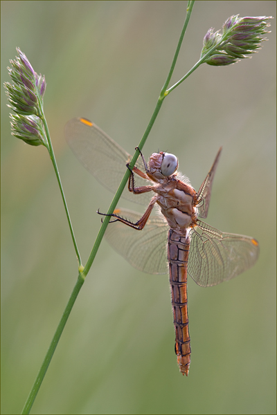 Orthetrum brunneum - Suedlicher Blaupfeil - Weibchen Sachsen - Muldental - Grimma Odoanta Insekten