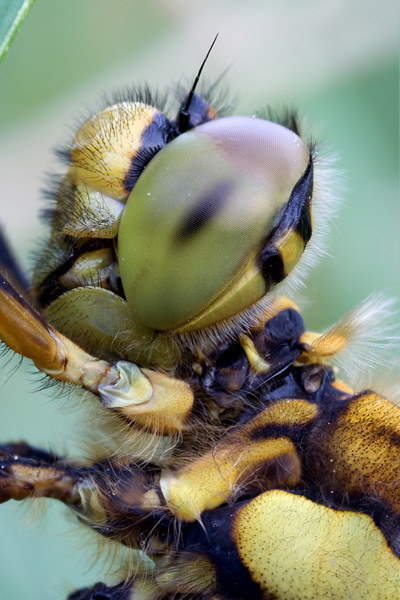 Großer Blaupfeil - Orthetrum cancellatum