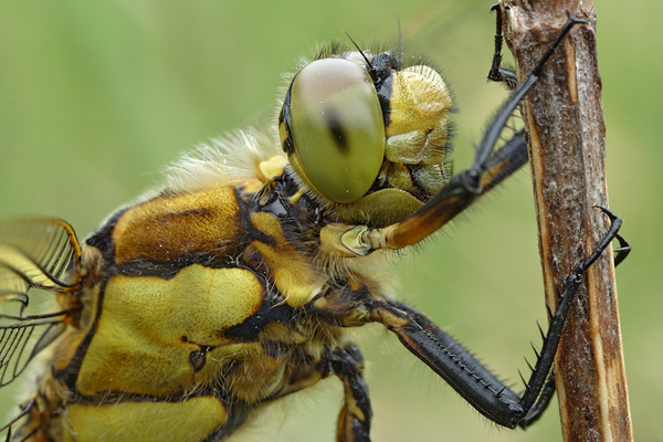 Großer Blaupfeil - Orthetrum cancellatum - Weibchen