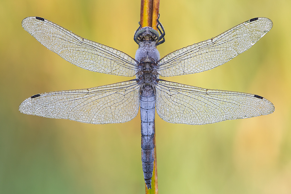 Großer Blaupfeil - Orthetrum cancellatum - Maennchen Segellibellen Odonata Sachsen-Anhalt Libellen Insekten Großlibellen