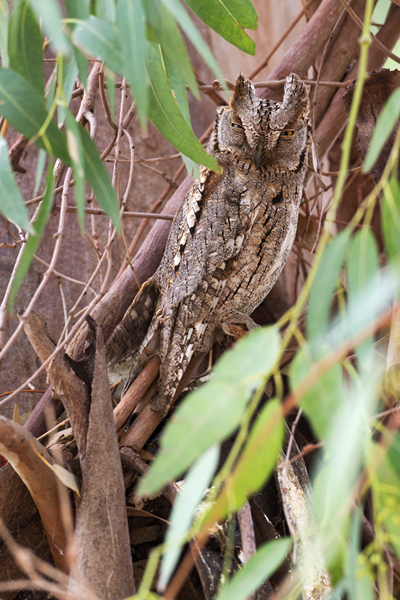 Zwergohreule - Otus scops, Eule, Zwergohreulen, Scops owl, Voegel, Vogel, kleinste Eule