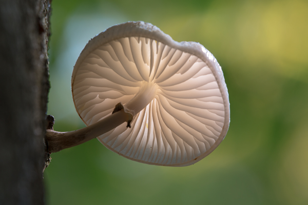 Buchenschleimruebling, Beringter Schleimruebling - Oudemansiella mucida, Agaricales,  Agaricomycetidae ,  Agaricomycetes,  Schleimrueblinge, Oudemansiella, Rotbuche, Fagus sylvatica, Pilz, Pilze, parasitisch, saprobiontisch