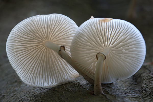 Buchenschleimruebling, Beringter Schleimruebling - Oudemansiella mucida, Agaricales,  Agaricomycetidae ,  Agaricomycetes,  Schleimrueblinge, Oudemansiella, Rotbuche, Fagus sylvatica, Pilz, Pilze, parasitisch, saprobiontisch