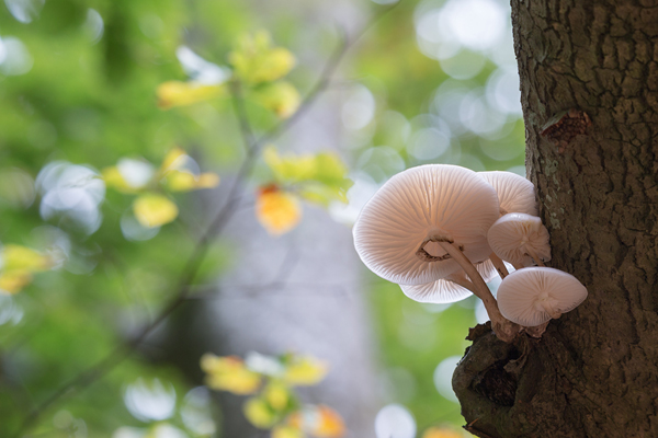 Buchenschleimruebling, Beringter Schleimruebling - Oudemansiella mucida, Agaricales,  Agaricomycetidae ,  Agaricomycetes,  Schleimrueblinge, Oudemansiella, Rotbuche, Fagus sylvatica, Pilz, Pilze, parasitisch, saprobiontisch