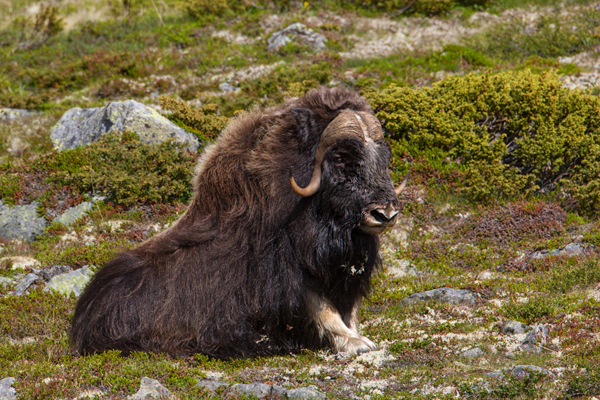 Moschusochse - Ovibos moschatus, Bisamochse, Schafsochse, Dovrefjell, Norwegen, Wiederkaeuer, Horntraeger, Ziegenartige, Ovibos, Paarhufer