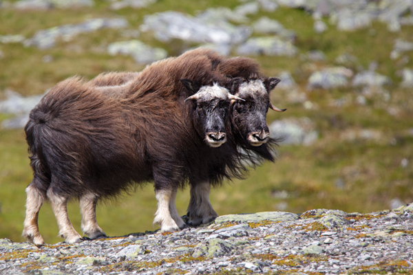 Moschusochse - Ovibos moschatus, Bisamochse, Schafsochse, Dovrefjell, Norwegen, Wiederkaeuer, Horntraeger, Ziegenartige, Ovibos, Paarhufer
