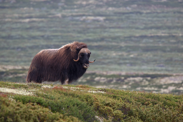 Moschusochse - Ovibos moschatus, Bisamochse, Schafsochse, Dovrefjell, Norwegen, Wiederkaeuer, Horntraeger, Ziegenartige, Ovibos, Paarhufer