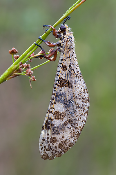 Libellenaehnliche Ameisenjungfer - Palpares libelloides