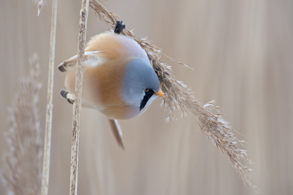 Bartmeise - Panurus biarmicus, Weibchen, Maennchen, Bartmeisen in Sachsen, Schilfgebiet, Schilf, Schilfsamen, Panurus biarmicus