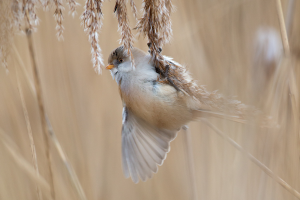 Bartmeise - Panurus biarmicus, Weibchen, Maennchen, Bartmeisen in Sachsen, Schilfgebiet, Schilf, Schilfsamen, Panurus biarmicus