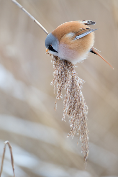 Bartmeise - Panurus biarmicus, Weibchen, Maennchen, Bartmeisen in Sachsen, Schilfgebiet, Schilf, Schilfsamen, Panurus biarmicus