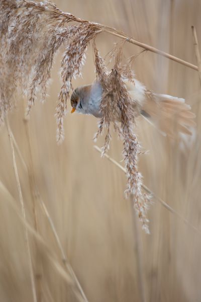 Bartmeise - Panurus biarmicus, Weibchen, Maennchen, Bartmeisen in Sachsen, Schilfgebiet, Schilf, Schilfsamen, Panurus biarmicus