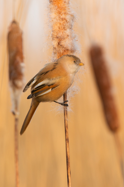 Bartmeise - Panurus biarmicus, Weibchen, Maennchen, Bartmeisen in Sachsen, Schilfgebiet, Schilf, Schilfsamen, Panurus biarmicus