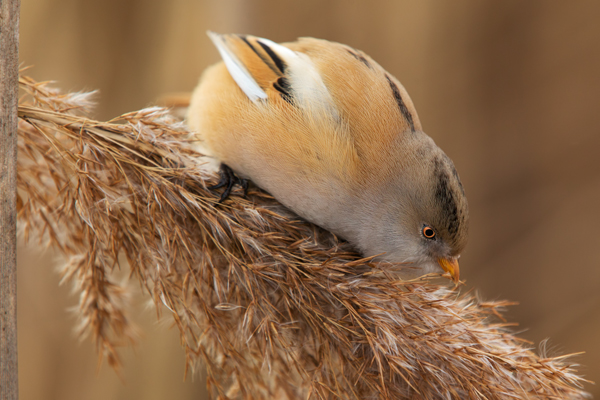 Bartmeise - Panurus biarmicus, Weibchen, Maennchen, Bartmeisen in Sachsen, Schilfgebiet, Schilf, Schilfsamen, Panurus biarmicus