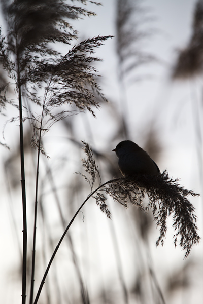 Bartmeise - Panurus biarmicus, Weibchen, Maennchen, Bartmeisen in Sachsen, Schilfgebiet, Schilf, Schilfsamen, Panurus biarmicus