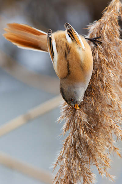 Bartmeise - Panurus biarmicus, Weibchen, Maennchen, Bartmeisen in Sachsen, Schilfgebiet, Schilf, Schilfsamen, Panurus biarmicus