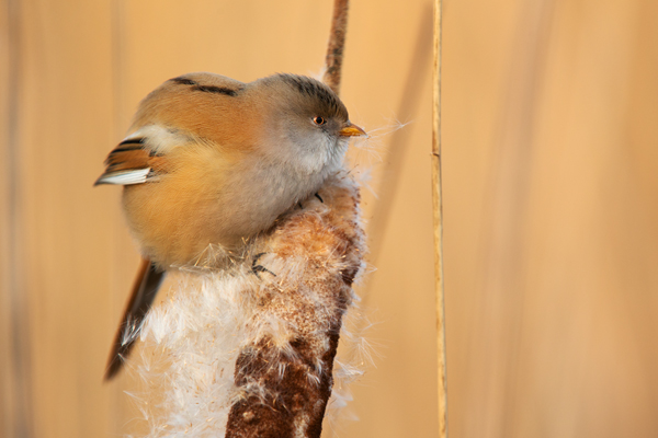 Bartmeise - Panurus biarmicus, Weibchen, Maennchen, Bartmeisen in Sachsen, Schilfgebiet, Schilf, Schilfsamen, Panurus biarmicus
