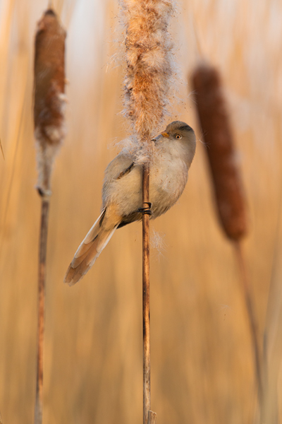 Bartmeise - Panurus biarmicus, Weibchen, Maennchen, Bartmeisen in Sachsen, Schilfgebiet, Schilf, Schilfsamen, Panurus biarmicus