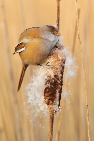 Bartmeise - Panurus biarmicus, Weibchen, Maennchen, Bartmeisen in Sachsen, Schilfgebiet, Schilf, Schilfsamen, Panurus biarmicus