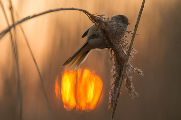 Bartmeise - Panurus biarmicus, Weibchen, Maennchen, Bartmeisen in Sachsen, Schilfgebiet, Schilf, Schilfsamen, Panurus biarmicus
